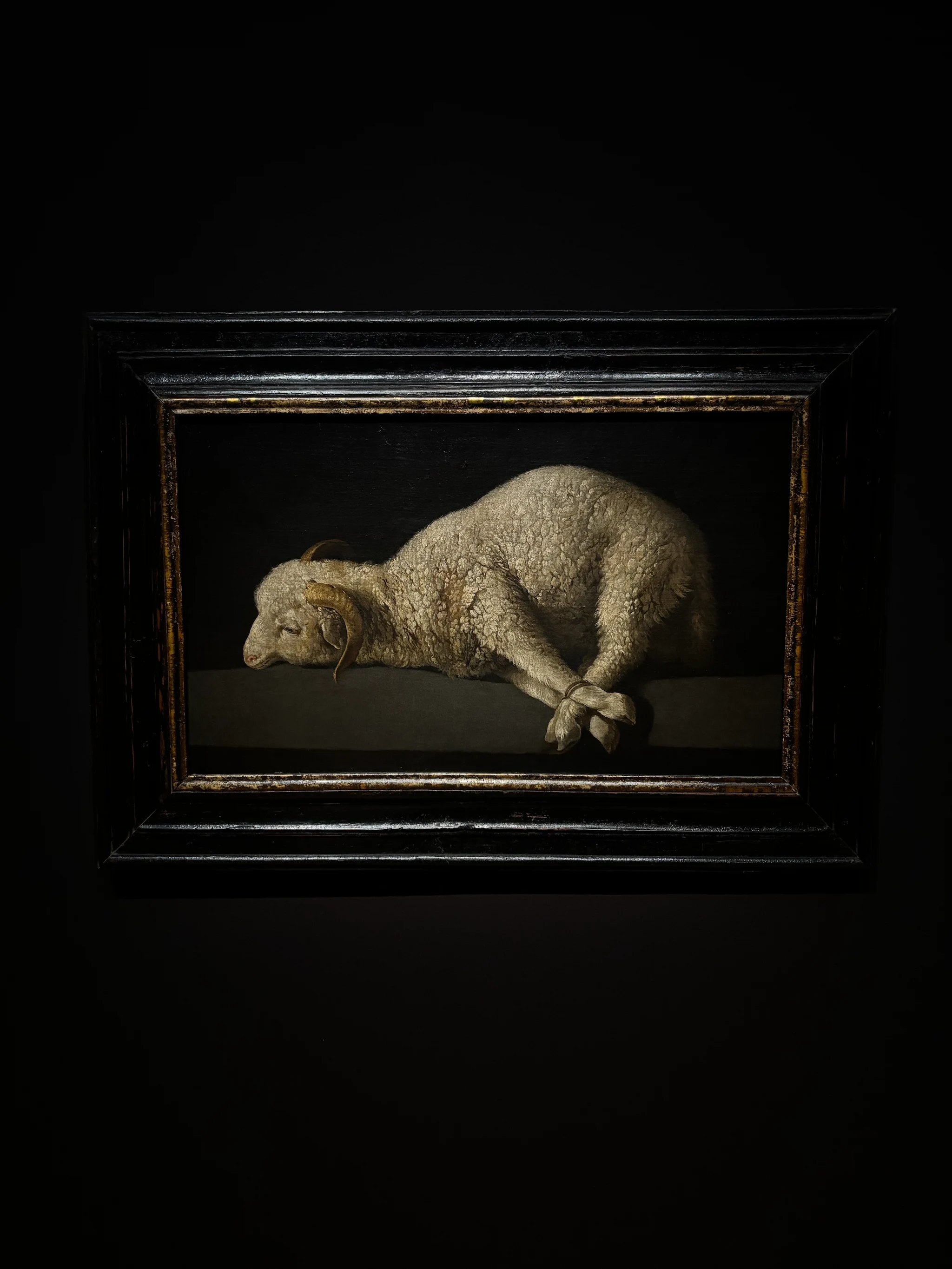 Francisco de Zurbarán, Agnus Dei. A young white lamb lies on a grey stone ledge against a black ground, its four legs bound together with cord, its eyes half closed, the fleece painted in dense curled impasto.