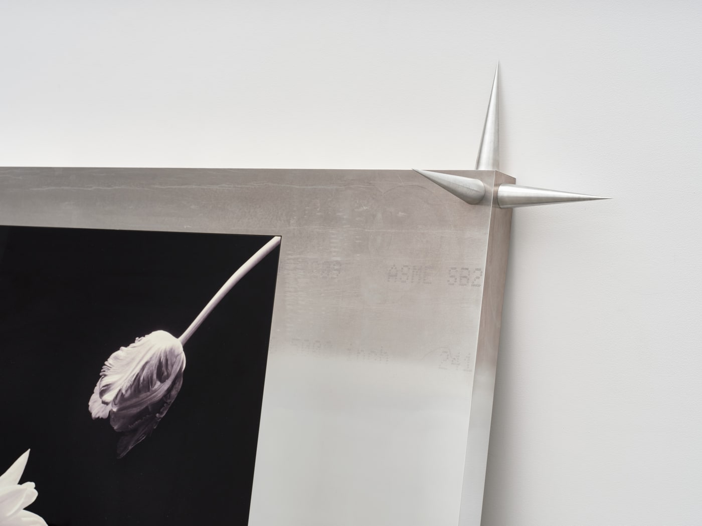 Detail of the upper right corner of a work: a black-and-white photograph of a white parrot tulip hanging from a curved stem, set into a brushed aluminium plate whose stamped mill markings show through, with three conical aluminium spikes projecting from the corner.